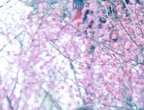 ԏˆη͵̎Ů