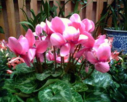 ɿ́(li)(du)Ҿӭh(hun)Ӱ