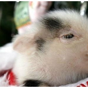 ��(chu��ng)��ʥ�Q�Y�� ��ta����ta����С�i