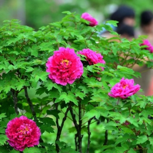 �x����ĵ�����_ӭ�́�