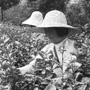 �x���f���ϲ�@��ֲ�o��ϵ�²�������r·��