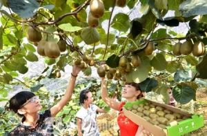 �r�Ҙ�һƬ��