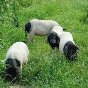 ���A�����^�����ֻز��� �㼮��С�r�⡱�س�������