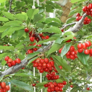 �ɉ]��ę��ұ���ĩ�ɲ�ժ��