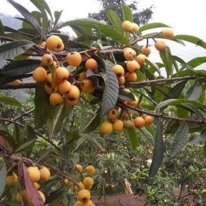 ���˱����M(j��n)������ժ��