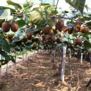 �x����ꐵīJ��������