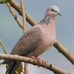 ��o���g(sh��)��������a(b��)�I�B(y��ng) �x����������s��ΫC��Ұ�B