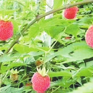 ��΢���^��С�ɷ������_��Ȼ���� ���죬�����