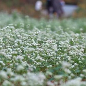 �x��ֲ��@�w����ʢ�_ �ʬF(xi��n)��һ���������L(f��ng)����