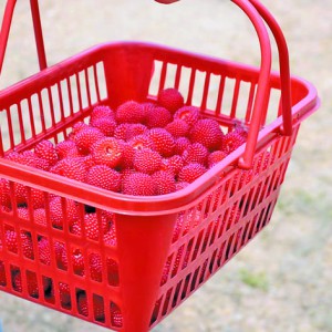 ġҰݮ