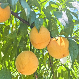 �శ�\�C�S��ӭ��(l��i)�S�ռ�