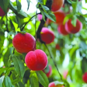 йN(lin)Sl(f)xܰl(f)չ r䁾·